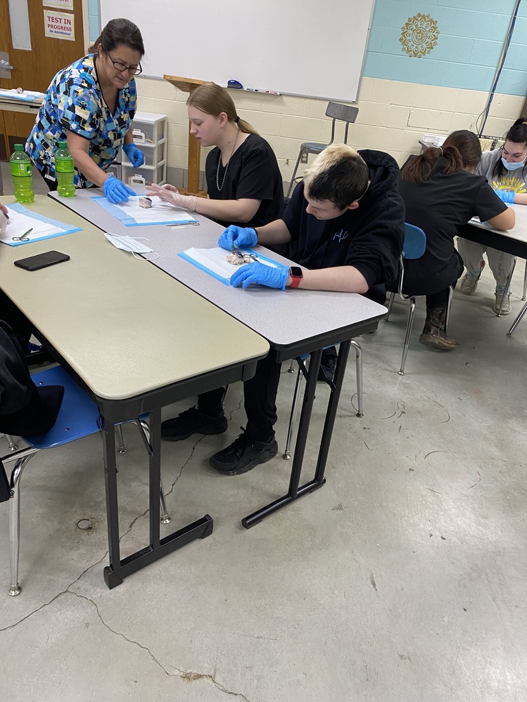 Students dissecting eyes